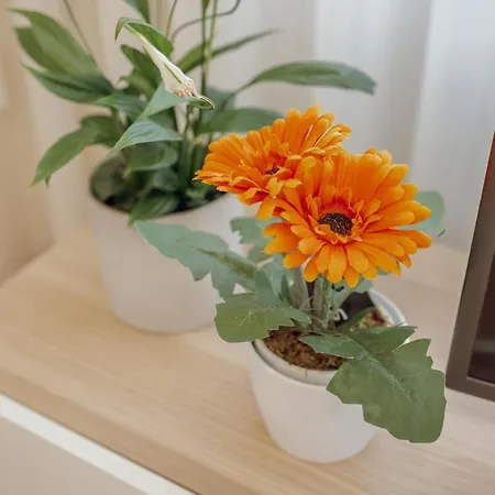 Modern Trindade By Homing Appartamento *